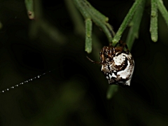 Phoroncidia sextuberculata