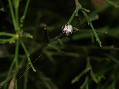 Phoroncidia sextuberculata