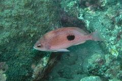 Caesioperca lepidoptera