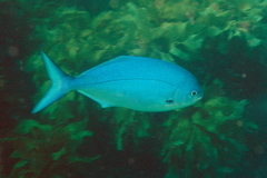 Scorpis violacea