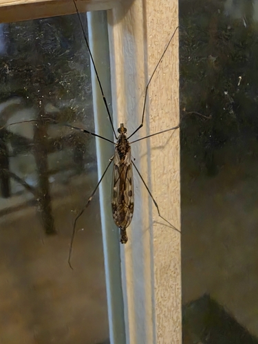 Unknown species found near Troy, AL 36079, USA