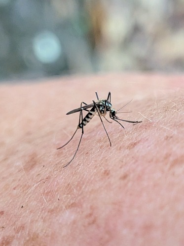 Unknown species found near Blount County, AL, USA