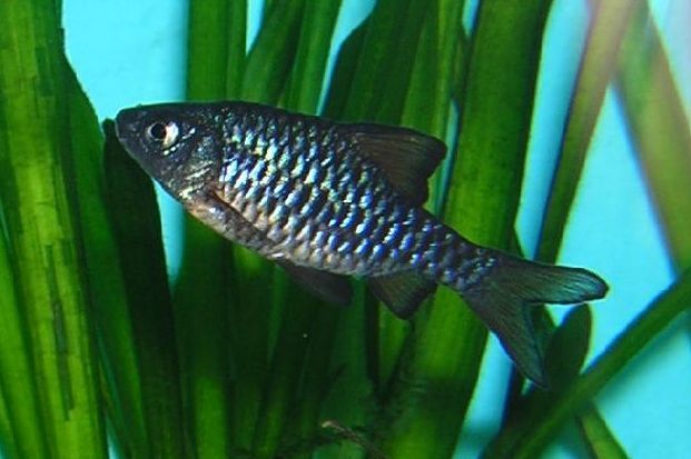 Oliotius