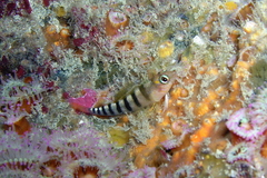 Notoclinops segmentatus