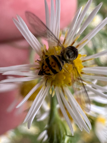 Unknown species found near Rhode Island, US