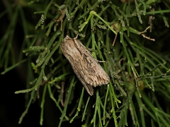 Persectania dyscrita