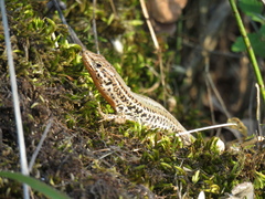 Podarcis melisellensis