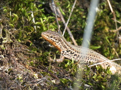 Podarcis melisellensis
