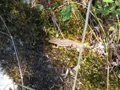 Podarcis melisellensis