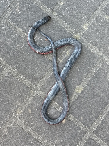 Red-bellied Black Snake sighting
