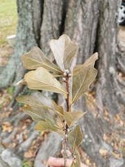 Quercus nigra