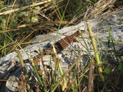 Podarcis melisellensis
