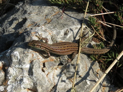 Podarcis melisellensis