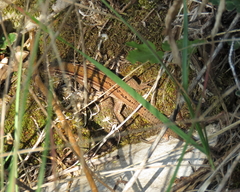 Podarcis melisellensis