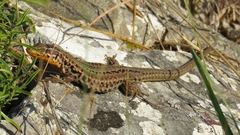Podarcis melisellensis