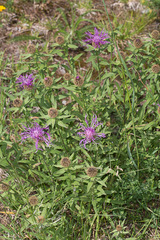 Centaurea nervosa