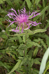 Centaurea nervosa