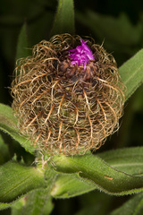 Centaurea nervosa