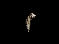 Phoroncidia sextuberculata