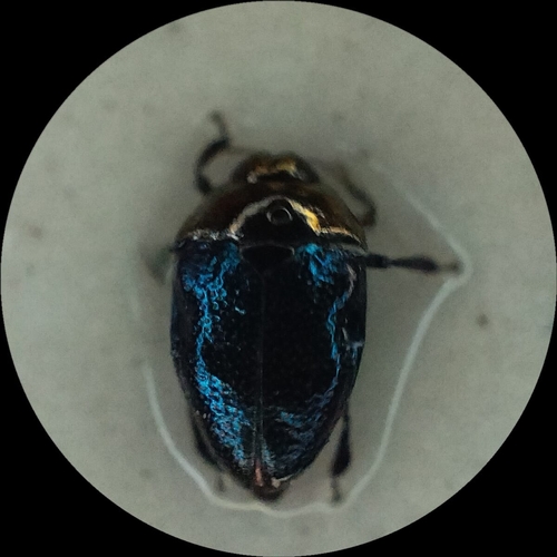 Pachyschelus secedens