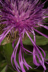 Centaurea nervosa