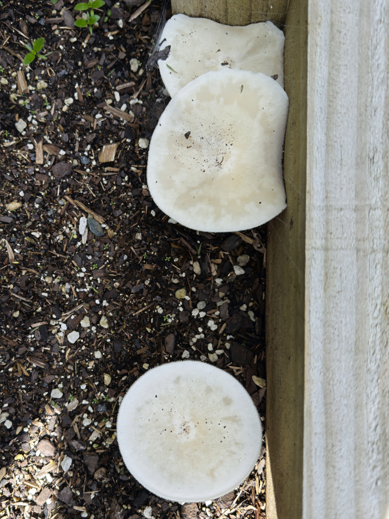 Melanoleuca verrucipes