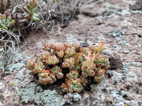 Graptopetalum pachyphyllum