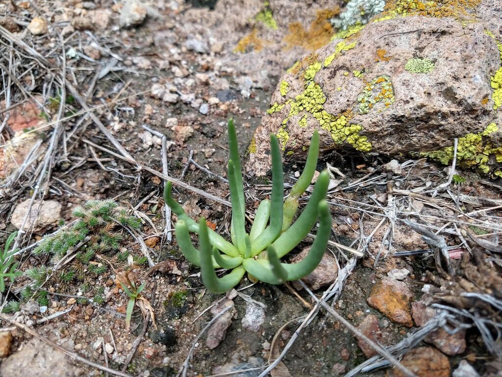 Phemeranthus napiformis; photograph (c) Alexis López Hernández, some rights reserved (CC BY)