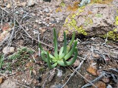 Phemeranthus napiformis