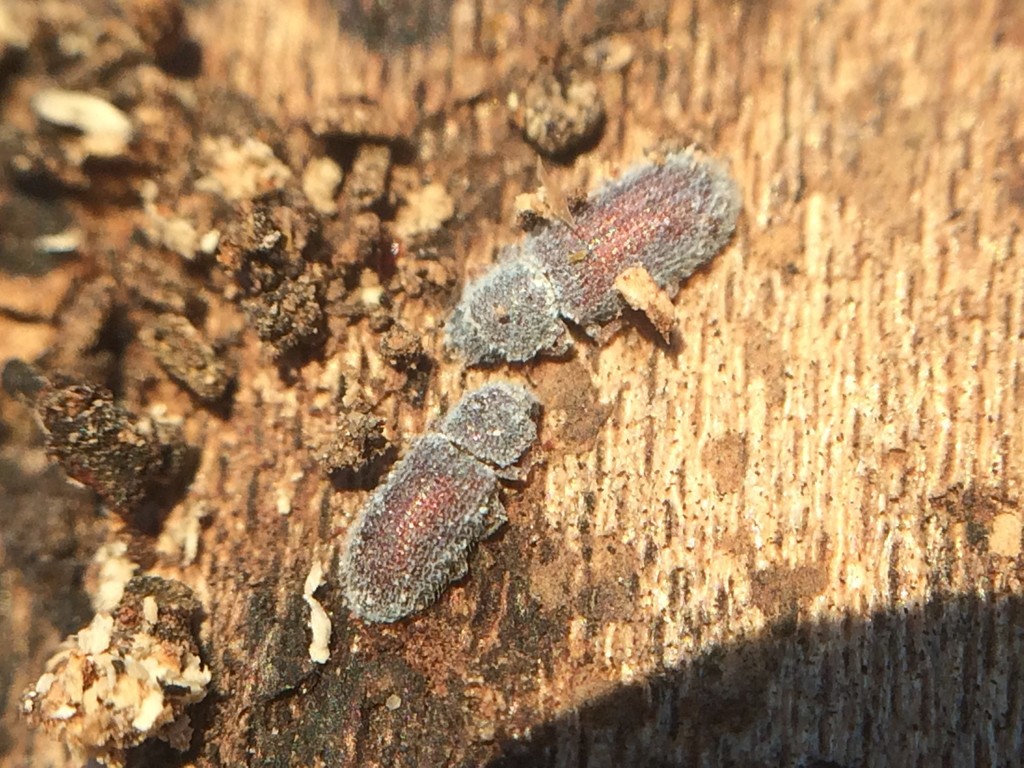 Endeitoma