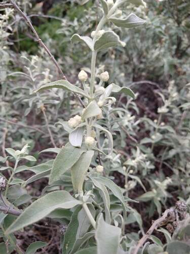 Buddleja perfoliata (Buddleja perfoliata)