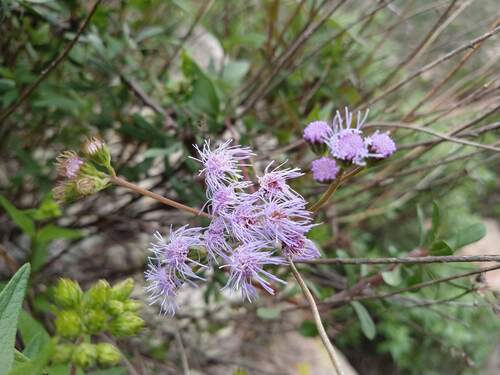 Flat-top Whiteweed (Ageratum corymbosum)