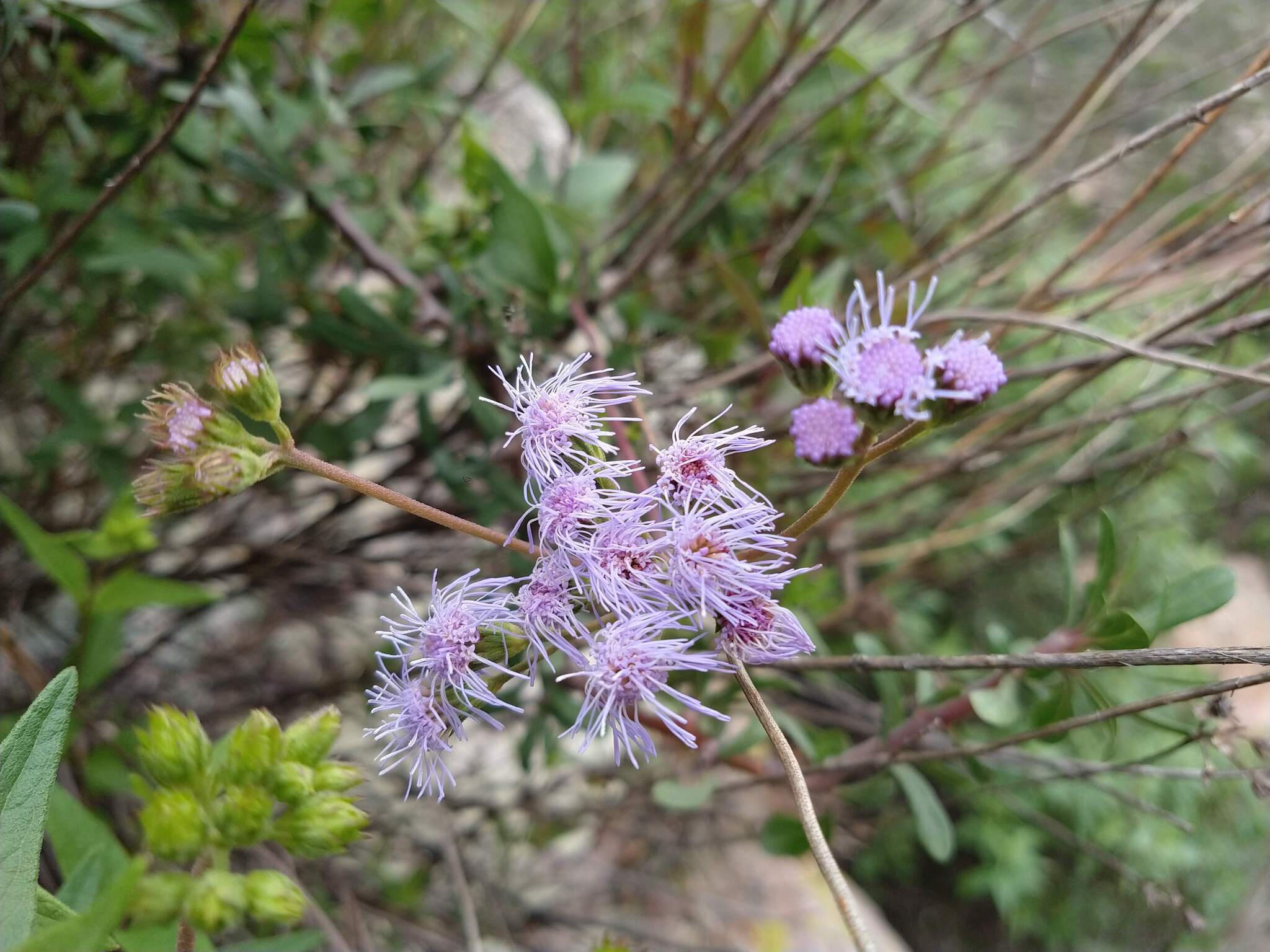 Flat-Top Whiteweed (Ageratum corymbosum)