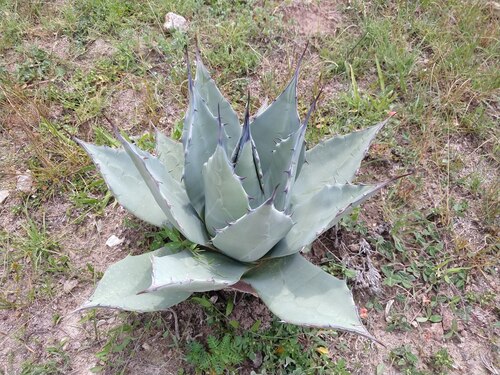 Cream Spike Agave (Agave applanata)