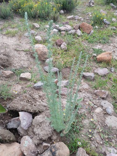 Klotzsch's Wormwood (Artemisia klotzschiana)