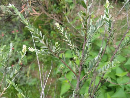 yewleaf willow (Salix taxifolia)