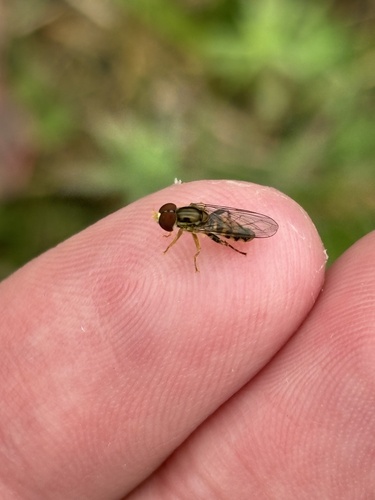 Unknown species found near Naugatuck, CT, US