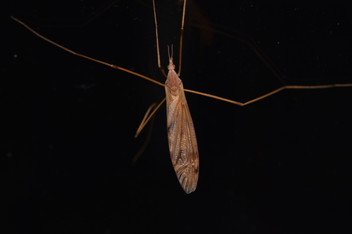 Unknown species found near Westwood, MA 02090, USA
