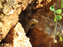 Podarcis melisellensis