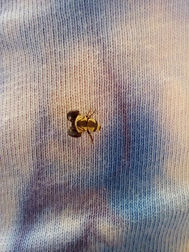 Wasp-mimic Jumping Spider