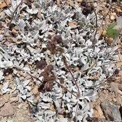 Calceolaria arachnoidea