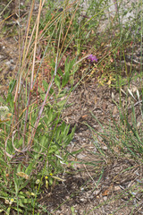 Crupina crupinastrum