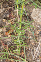 Crupina crupinastrum