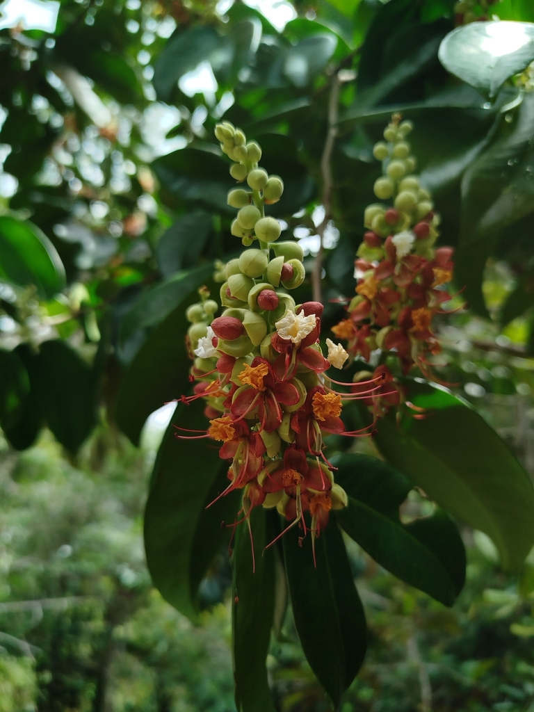 Macrolobium latifolium