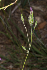 Crupina crupinastrum