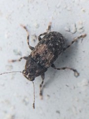 Piesocorynus mixtus