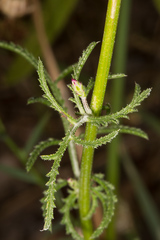 Crupina crupinastrum