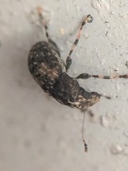 Piesocorynus mixtus