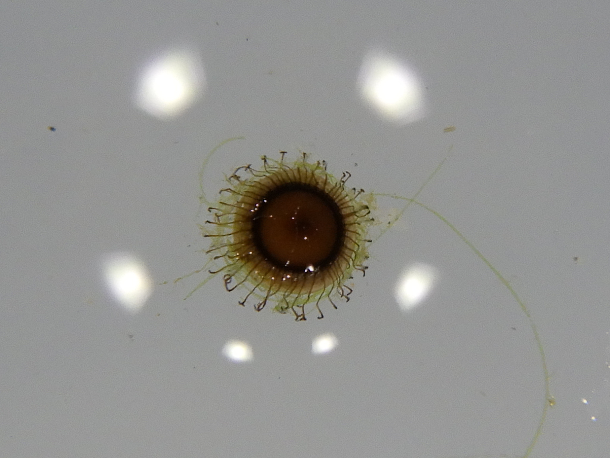 Cristatella mucedo Cuvier, 1798