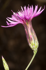 Crupina crupinastrum
